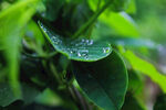 植物雨滴