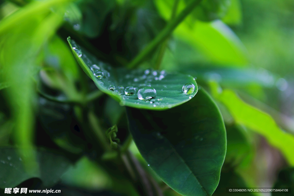 植物雨滴