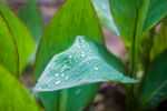 植物雨滴