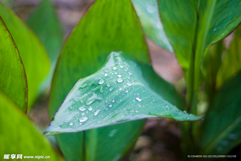 植物雨滴