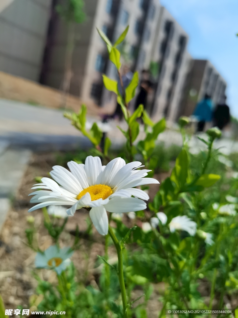 路边花