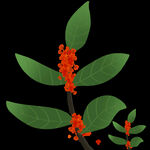  手绘桂花png免抠素材