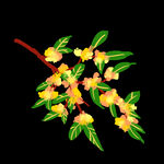 手绘桂花png免抠素材