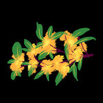 手绘桂花png免抠素材