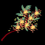 手绘桂花png免抠素材