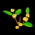 手绘桂花png免抠素材