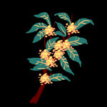 手绘桂花png免抠素材