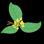 手绘桂花png免抠素材