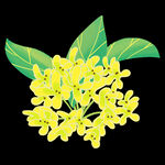 手绘桂花png免抠素材