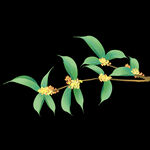 手绘桂花png免抠素材
