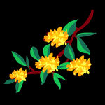 手绘桂花png免抠素材