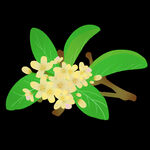  手绘桂花png免抠素材