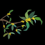 手绘桂花png免抠素材