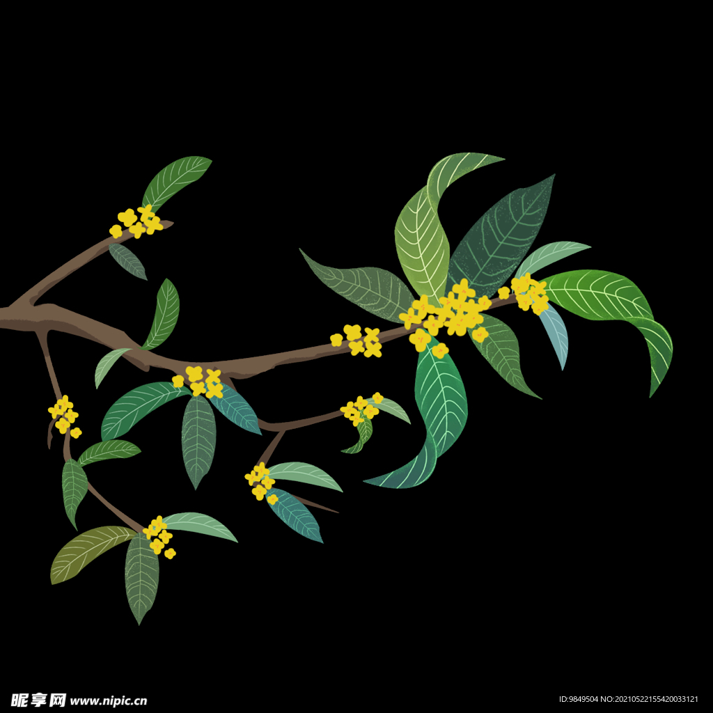 手绘桂花png免抠素材