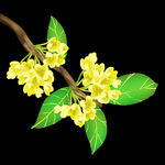  手绘桂花png免抠素材