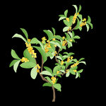 手绘桂花png免抠素材