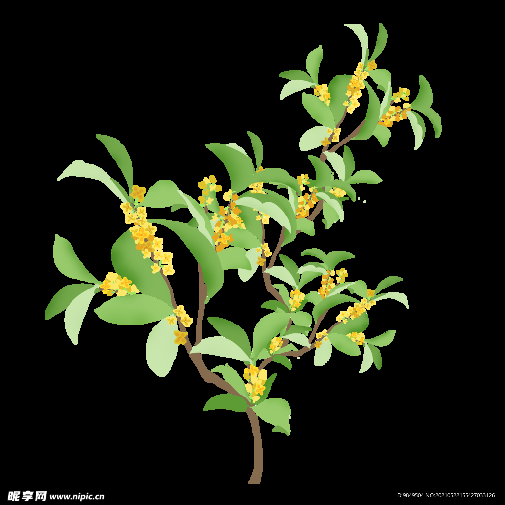 手绘桂花png免抠素材
