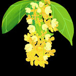 手绘桂花png免抠素材