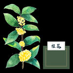 手绘桂花png免抠素材