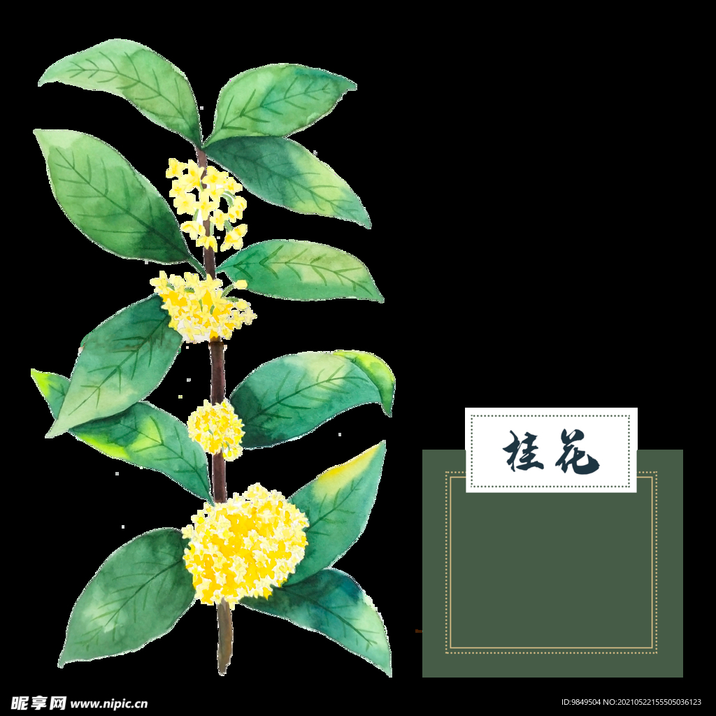 手绘桂花png免抠素材