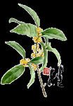 手绘桂花png免抠素材