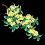 手绘桂花png免抠素材