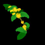 手绘桂花png免抠素材