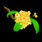 手绘桂花png免抠素材
