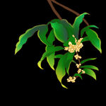 手绘桂花png免抠素材