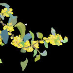手绘桂花png免抠素材