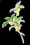 手绘桂花png免抠素材