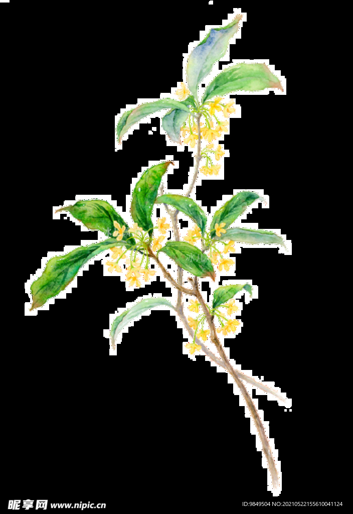 手绘桂花png免抠素材
