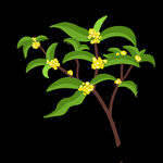 手绘桂花png免抠素材