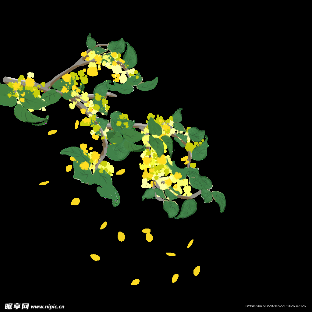 手绘桂花png免抠素材