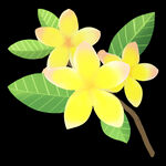 手绘桂花png免抠素材