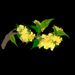 手绘桂花png免抠素材