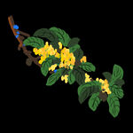 手绘桂花png免抠素材