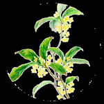 手绘桂花png免抠素材