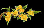 手绘桂花png免抠素材