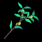 手绘桂花png免抠素材
