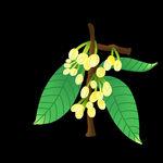手绘桂花png免抠素材