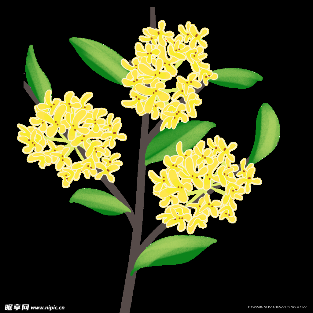 手绘桂花png免抠素材