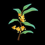 手绘桂花png免抠素材