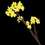 手绘桂花png免抠素材