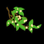 手绘桂花png免抠素材