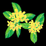 手绘桂花png免抠素材
