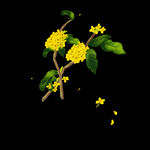 手绘桂花png免抠素材