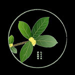 手绘桂花png免抠素材