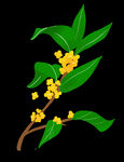 手绘桂花png免抠素材