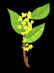 手绘桂花png免抠素材